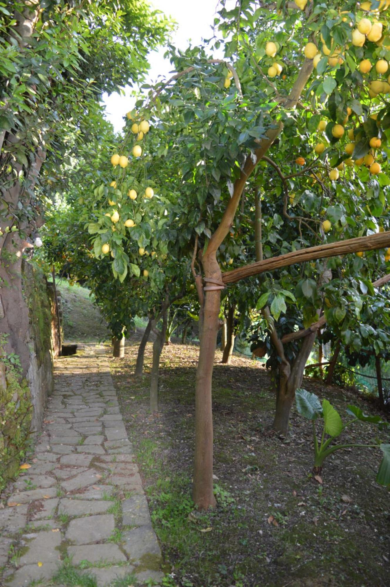 Villa Mary's Country - In Charming And Amazing Sorrento Coast *